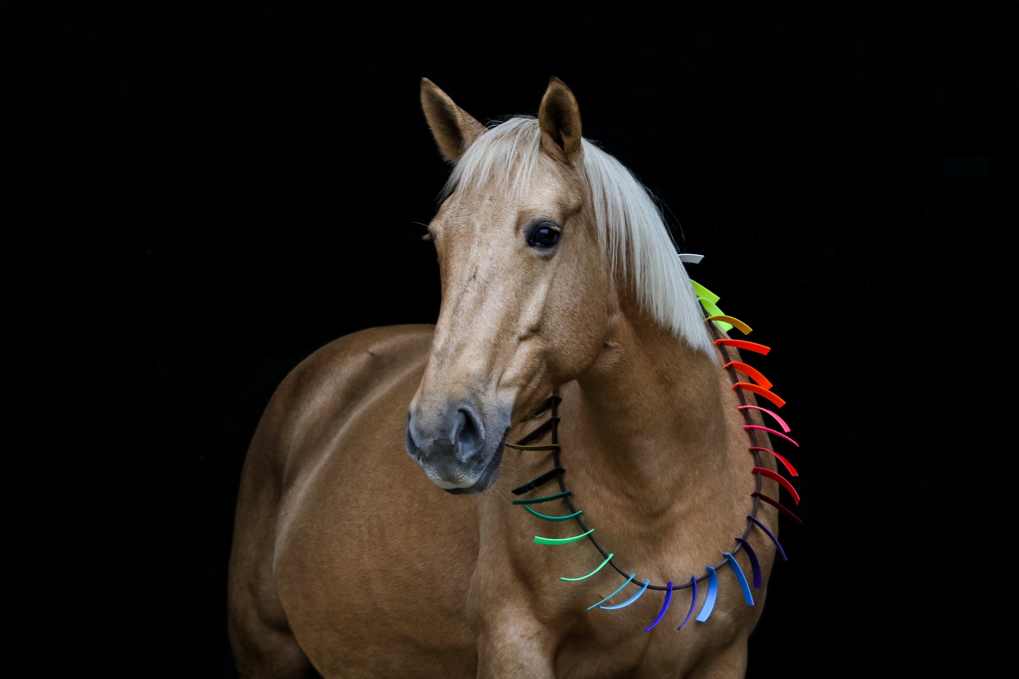 Firma 4horse – kilka słów o nas